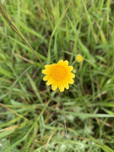 iNaturalist observation photo of goldfields