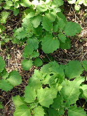 Physalis cinerascens
