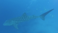 Butanding (Whale Shark)