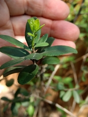 Diospyros texana