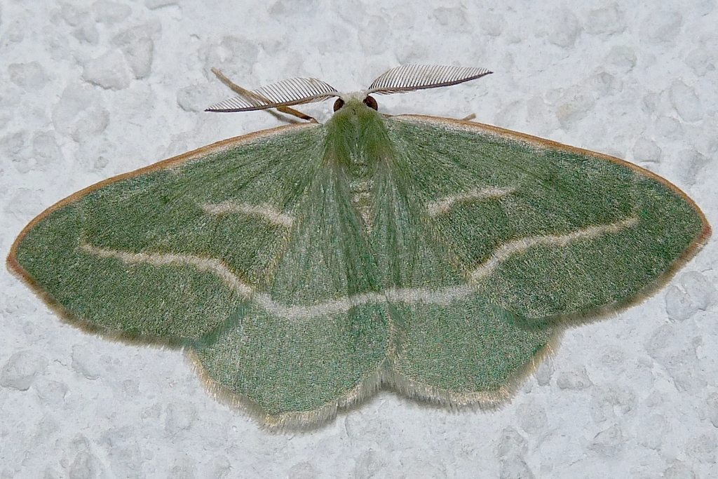 Barred Red