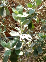 Leucophyllum frutescens