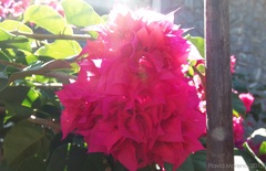 Bougainvillea