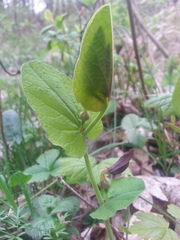 Aristolochia rotunda