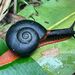 Fire Snail - Photo (c) moonriverlodge, some rights reserved (CC BY-NC)