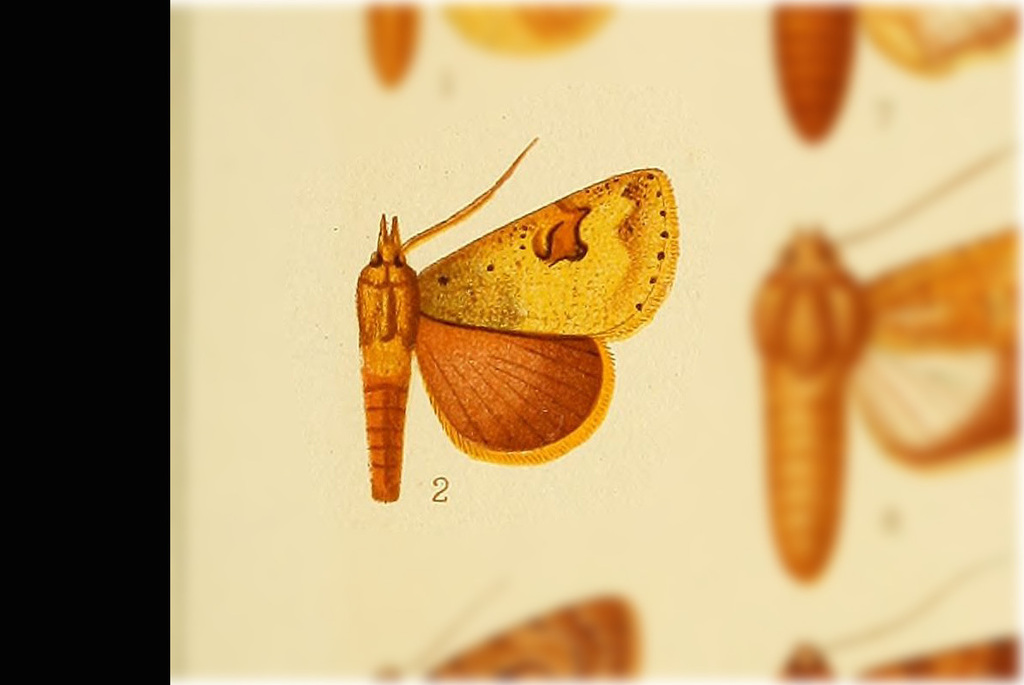 Herminiocala atomosa