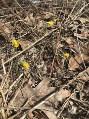 Narcissus cuneiflorus