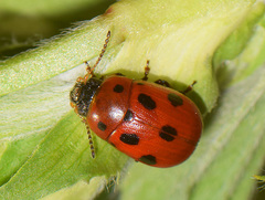 Gonioctena fornicata