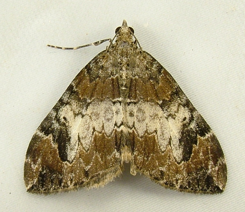 Dysstroma