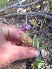 Trifolium willdenovii