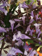 Salvia lyrata