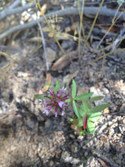 Trifolium willdenovii