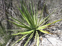 Agave kerchovei