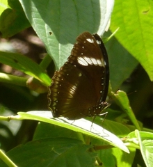 Hypolimnas bolina philippensis