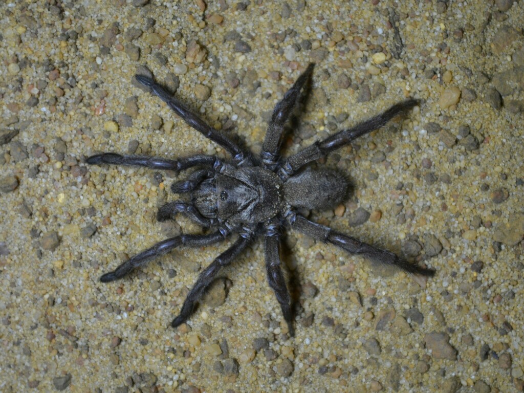 Pionothelinae