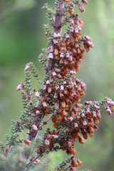 Erica gibbosa