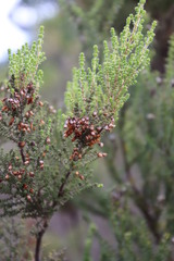 Erica gibbosa