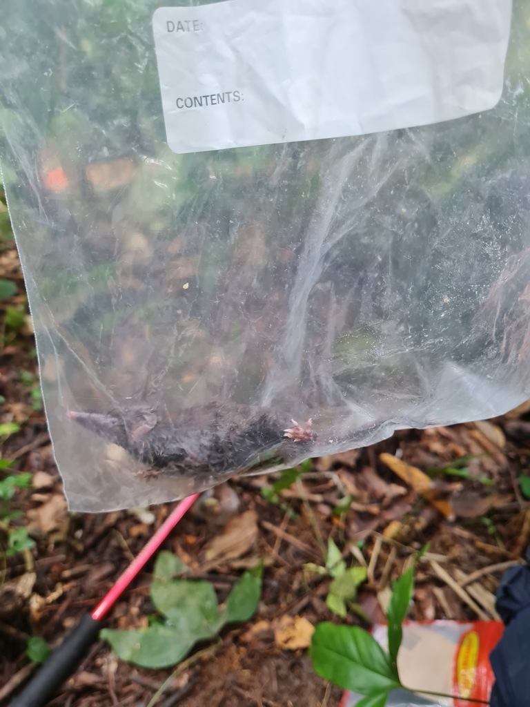 Large-Headed Shrew