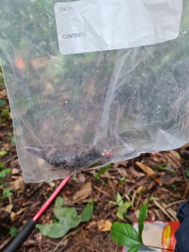 Large-headed Forest Shrew (Crocidura grandiceps), listed as Least Concern on the IUCN Red List
