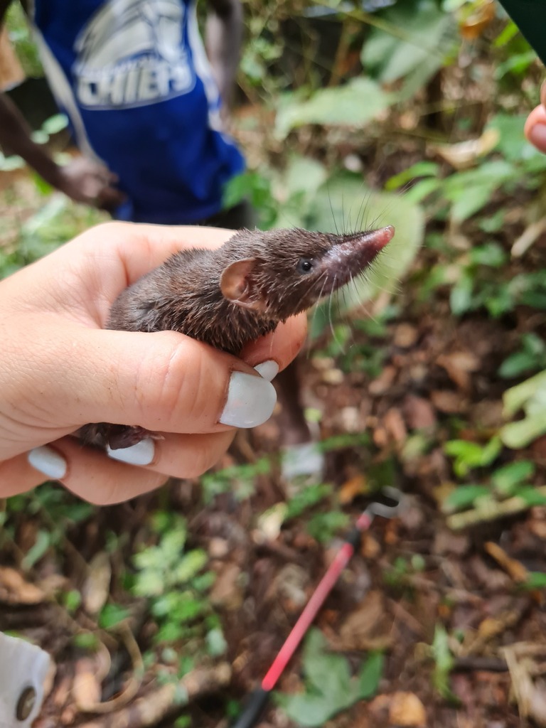 Large-headed Shrew