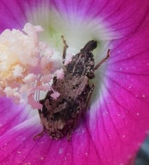 Listroderes difficilis