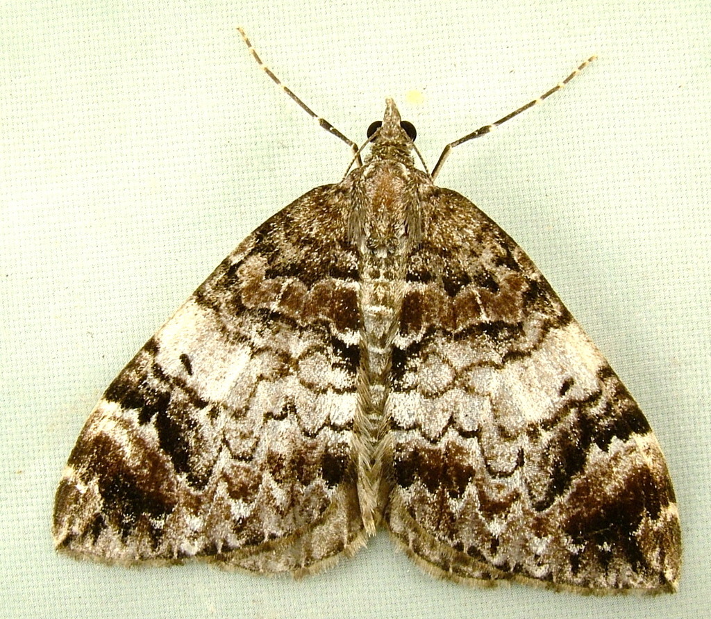 10-spotted Rhododendron Moth