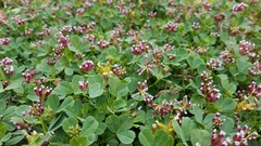 Trifolium gracilentum