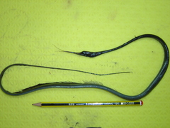 Nemichthys scolopaceus