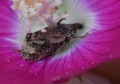 Listroderes difficilis