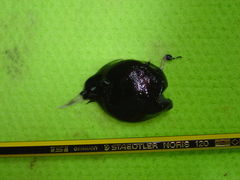 Footballfish photo 1