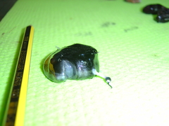 Footballfish photo 2