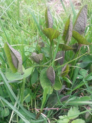 Aristolochia rotunda