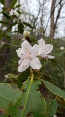 Rhododendron carolinianum