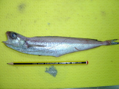 Longfin Hake photo 2