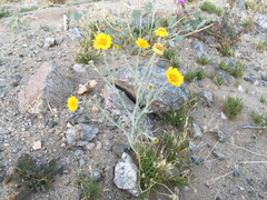 Baileya pleniradiata