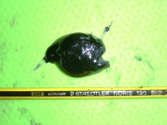 Lophodolos acanthognathus