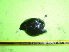 Lophodolos acanthognathus