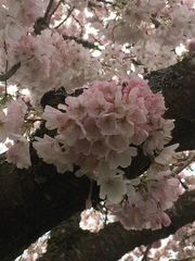 Prunus serrulata