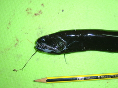Scaleless Black Dragonfish photo 4