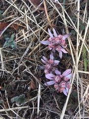 Euphorbia radians