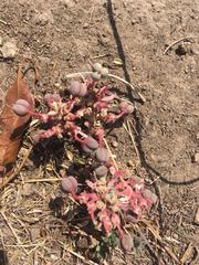 Euphorbia radians