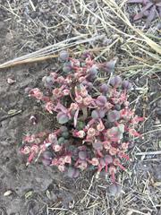 Euphorbia radians