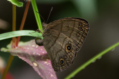 Hermeuptychia harmonia