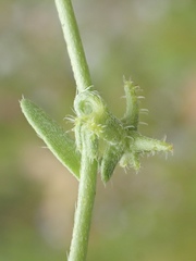 Harpagonella palmeri