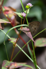 Hermeuptychia harmonia