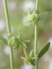 Harpagonella palmeri