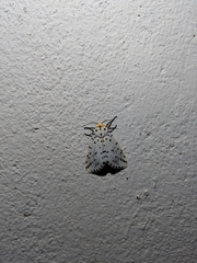 Alpenus investigatorum