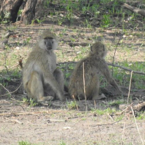 Kinda Baboon