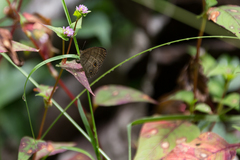 Hermeuptychia harmonia