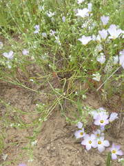 Harpagonella palmeri